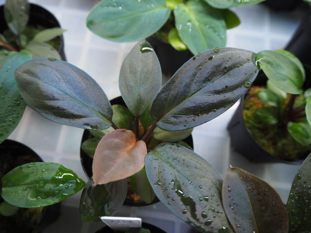 ホマロメナ 熱帯植物.com \\u2013 Homalomenaの人工授粉、交配、結実、実生 原種Homalomenaの交配記録173成功! 1鉢 ホマロメナ交配苗 Homalomena Rec33-10 K0319-f1 ホマロメナ 熱帯植物.com \\u2013 Homalomenaの人工授粉、交配、結実、実生 原種Homalomenaの交配記録173成功! 1鉢 ホマロメナ交配苗 Homalomena Rec33-10 K0319-f1